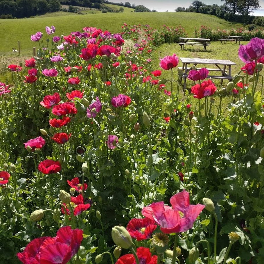 Papaver Somniferum Summer Blaze