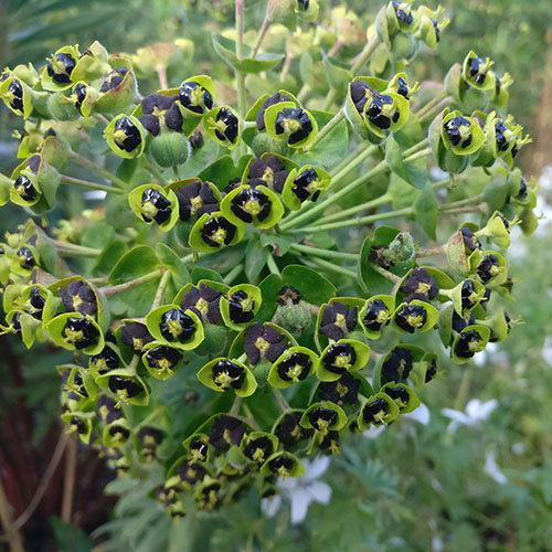 Euphorbia Characias Black Pearl