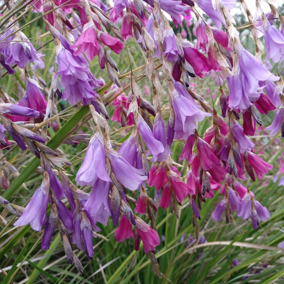Dierama Trichorizhum Pinks And Mauves