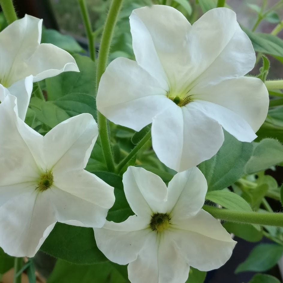 Petunia Axillaris Alba
