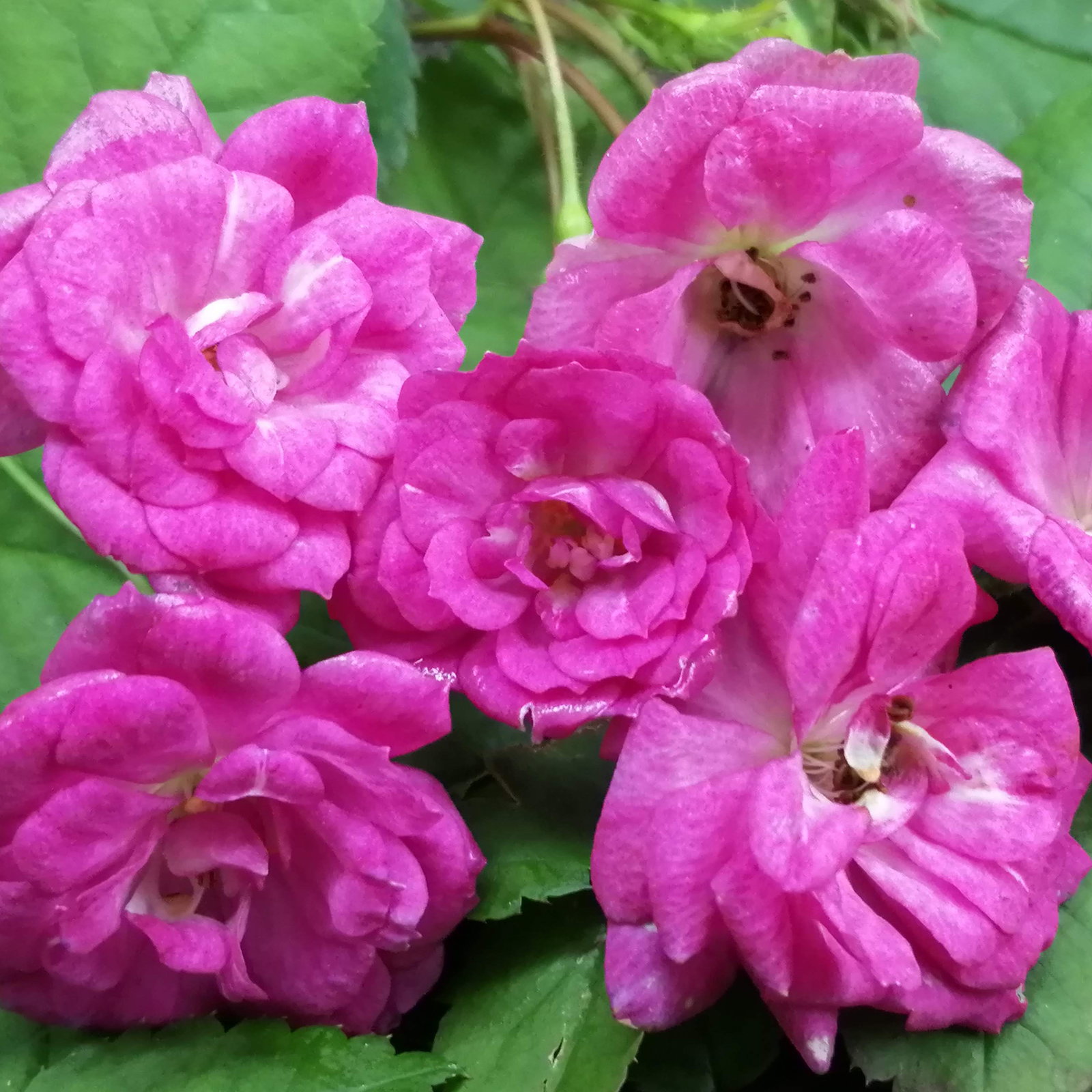 Rosa Chinensis Angel Wings