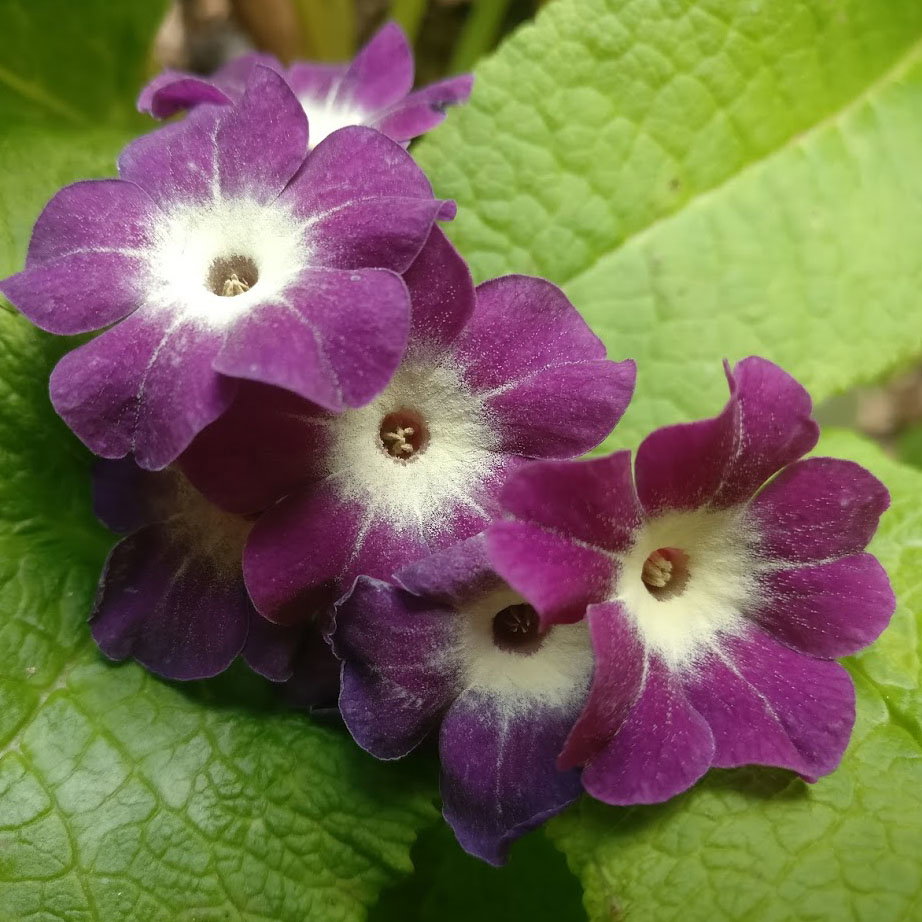 Primula Alpicola Violacaea