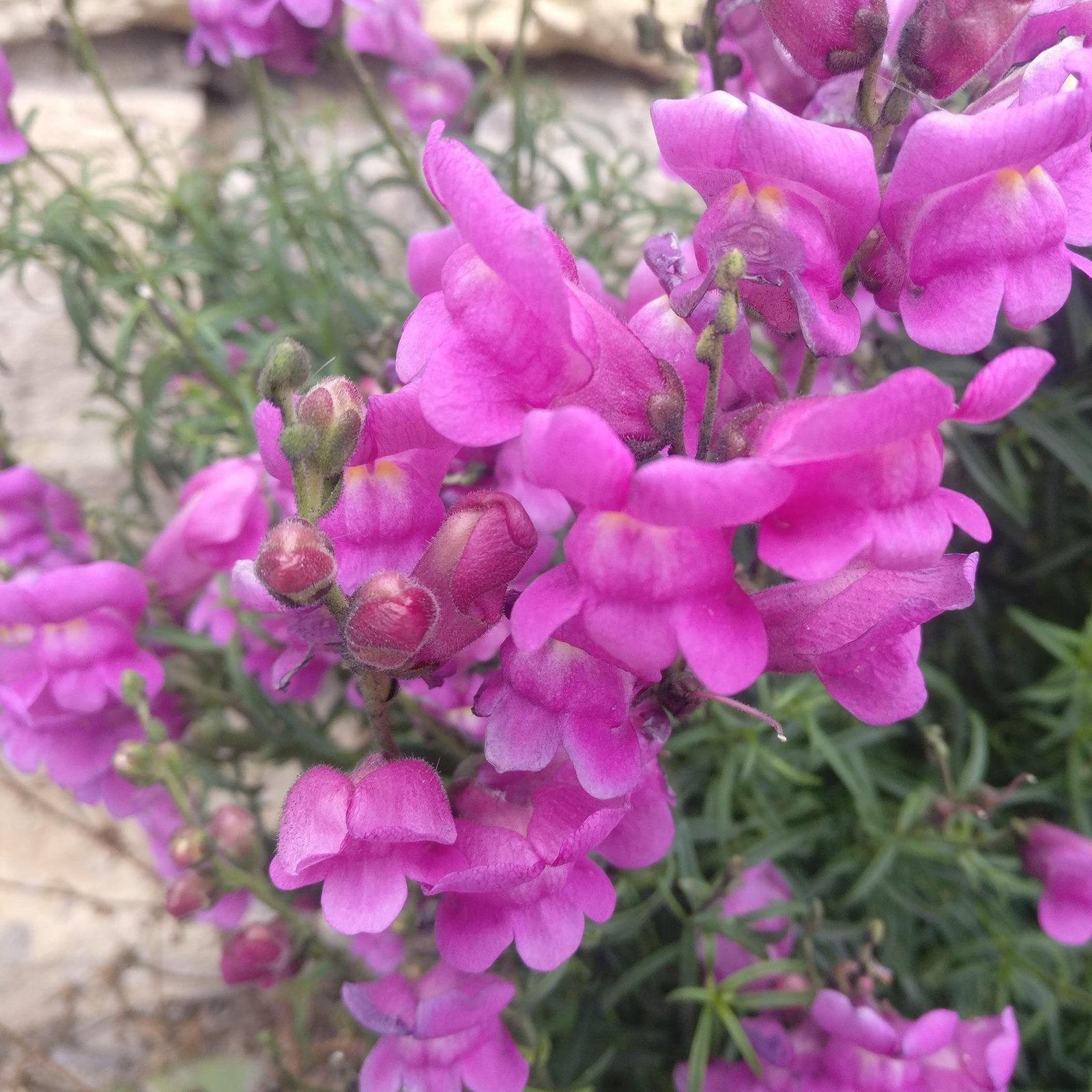 Antirrhinum Tortuosum