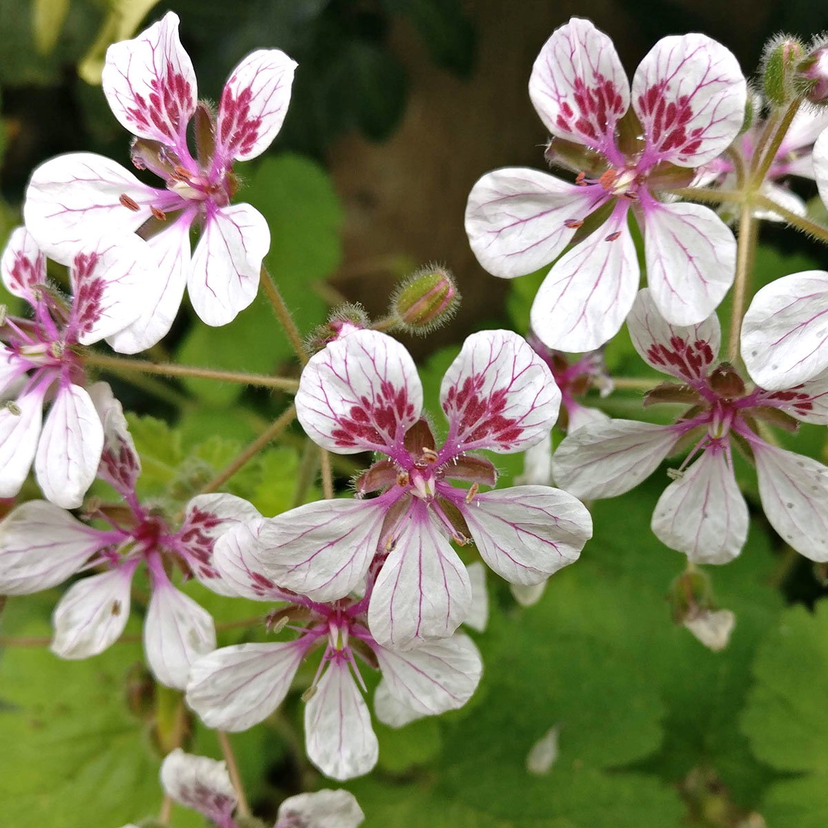 Erodium Pelargoniflorum