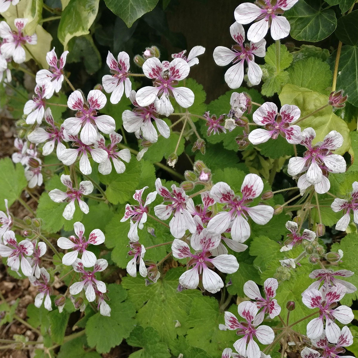 Erodium Palargniflorum