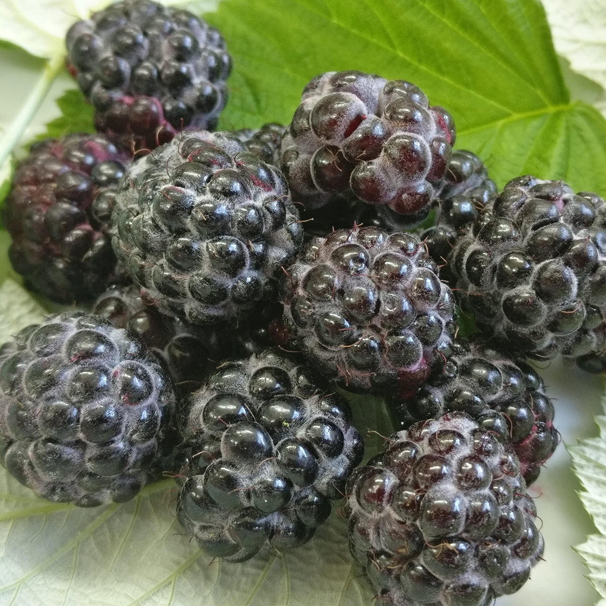 Raspberry Black Jewel