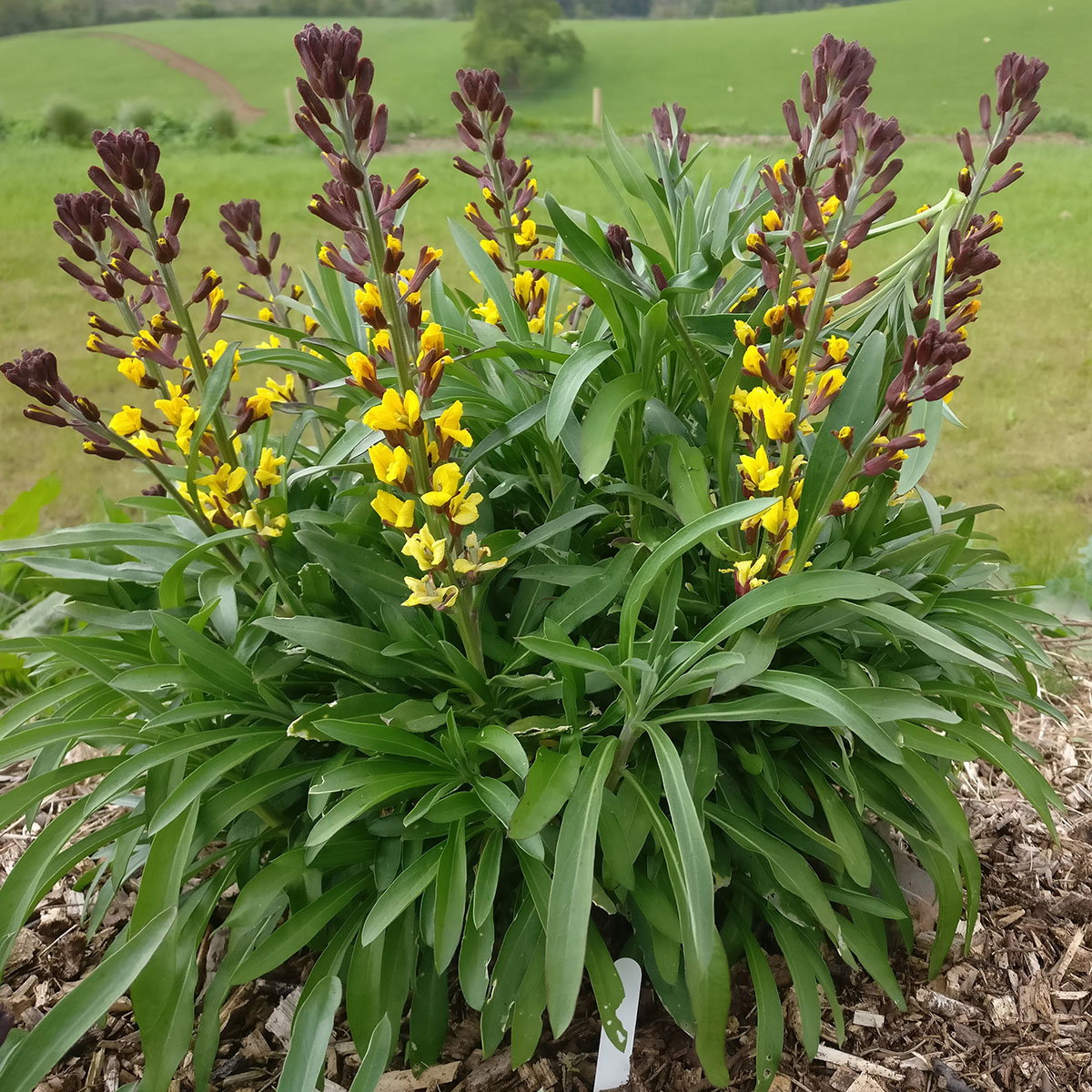 Erysimum Yellow Twister