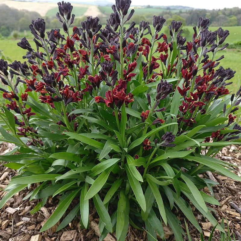 Erysimum Red Twister