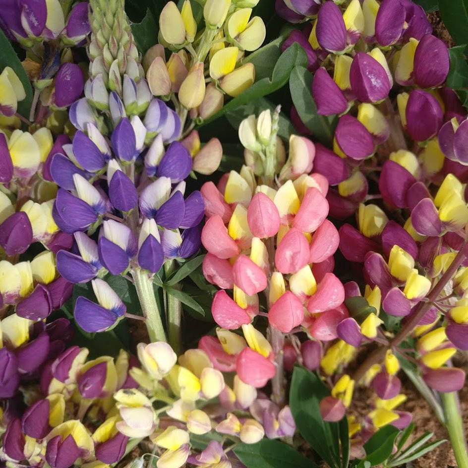Lupin Kaleidoscope Mix Normal