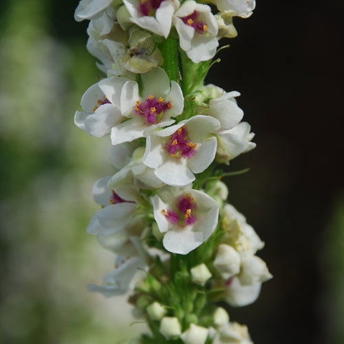 Verbascum Blattaria White