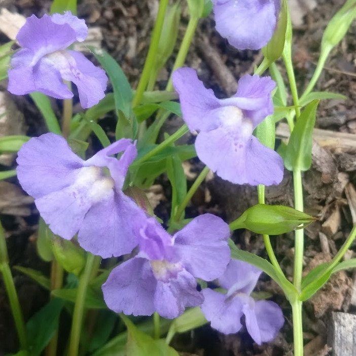 Mimulus Ringens