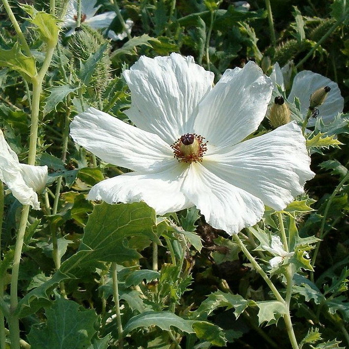 Argemone Platyceras