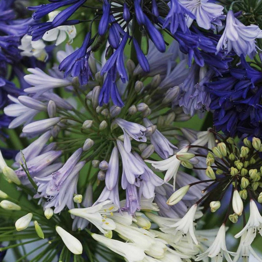 Agapanthus Mix