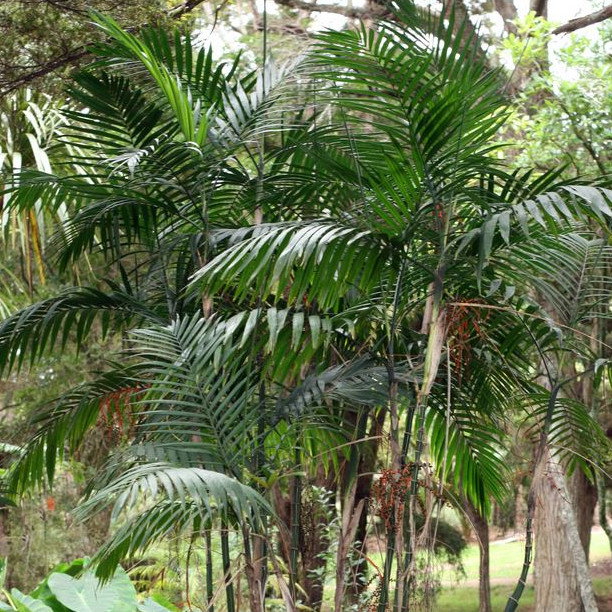 Chamaedorea Costaricana