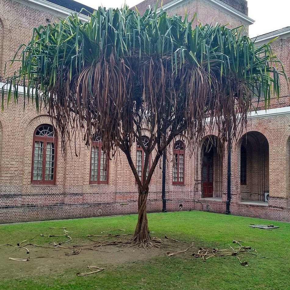 Pandanus Furcatus