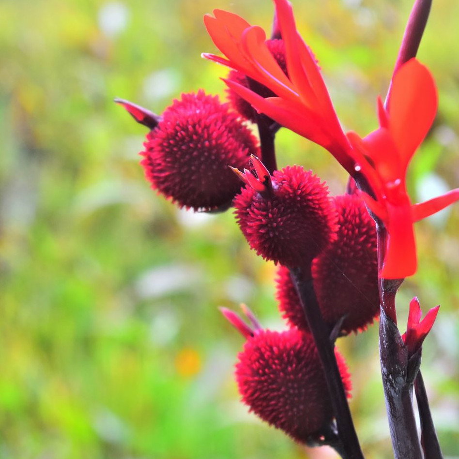 Canna Tuerckheimii