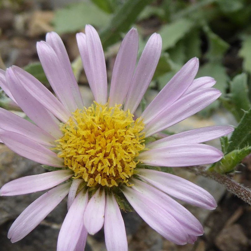 Xanthisma Coloradoense