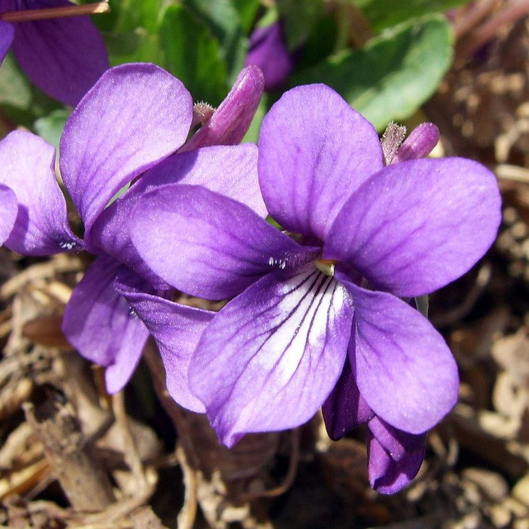 Viola Philippica