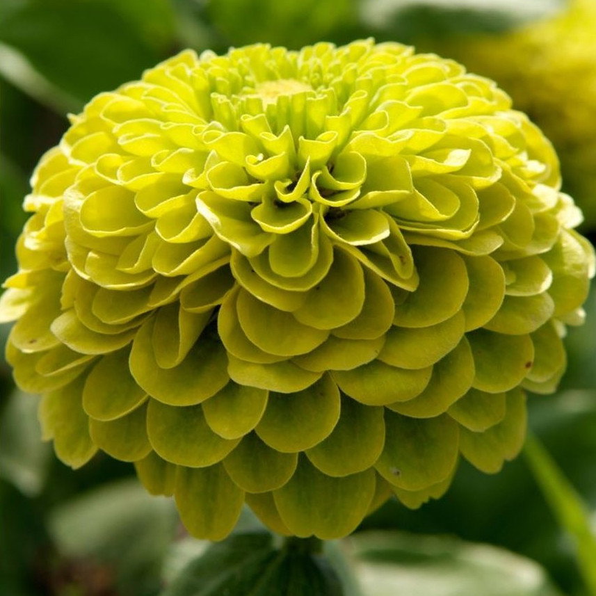 Zinnia Envy Green