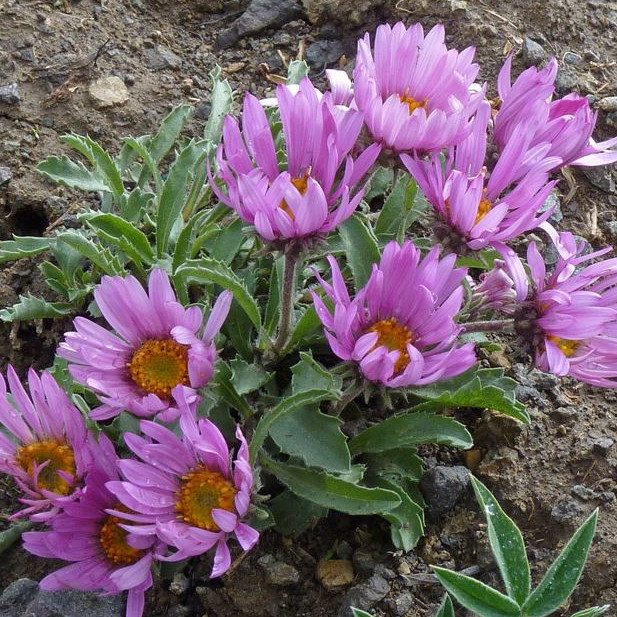 Xanthisma Coloradoense