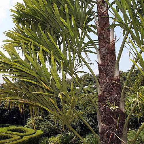 Wallichia Disticha