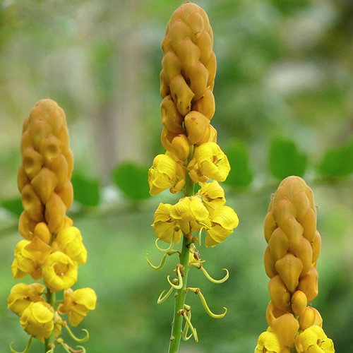Senna Alata