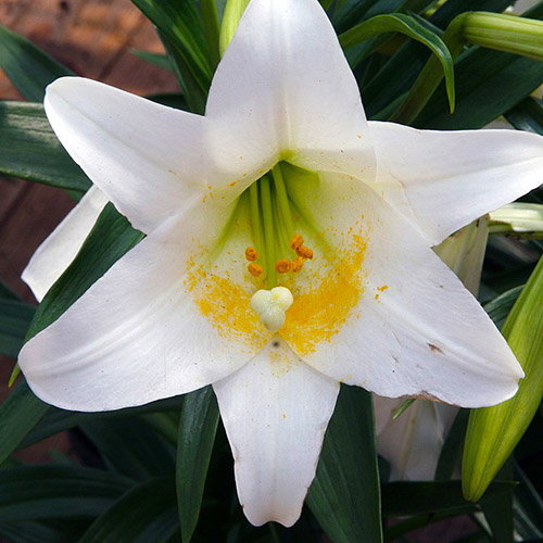 Lilium Wallichianum