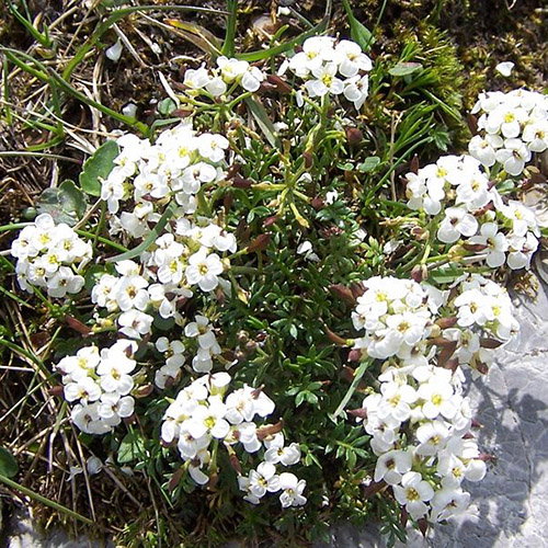 Hutchinsia Alpina