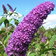 Buddleja Davidii