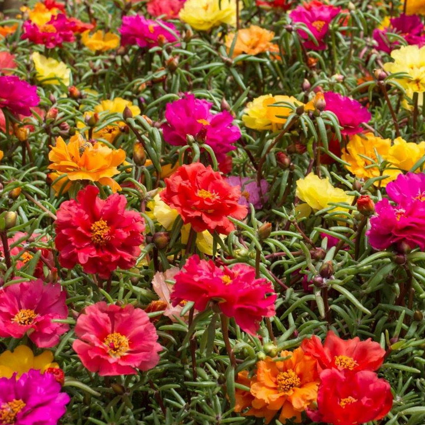 Portulaca Grandiflora Doubles Mix