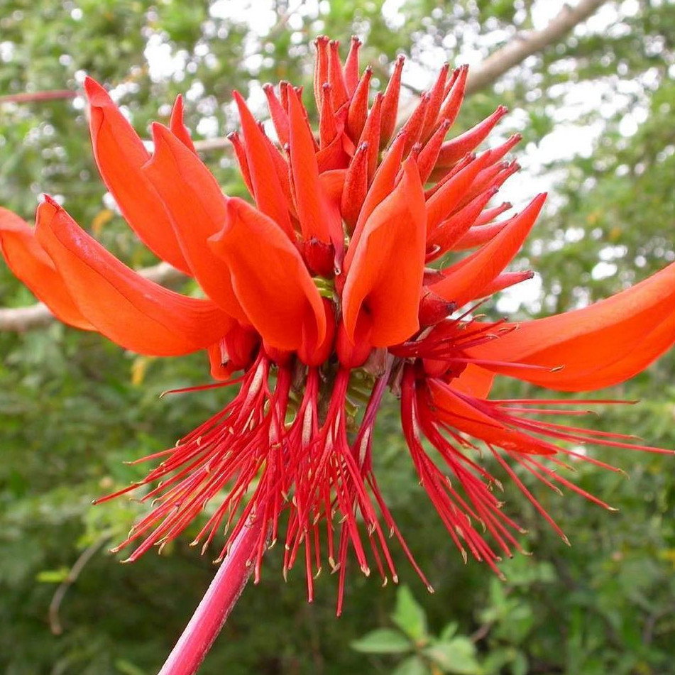 Erythrina Arborescens
