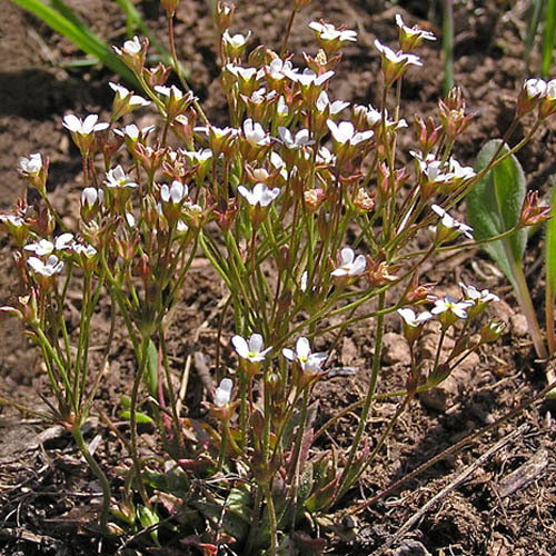 Androsace Septrionalis