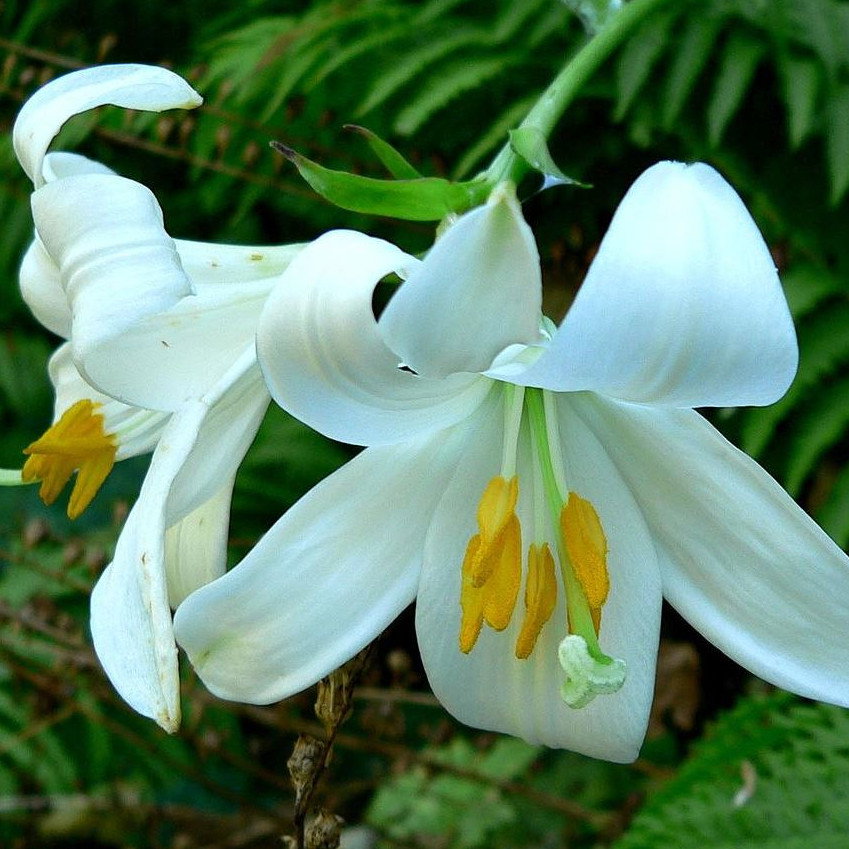 Lilium Wallichianum