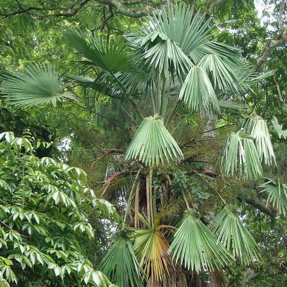 Trachycarpus Latisectus