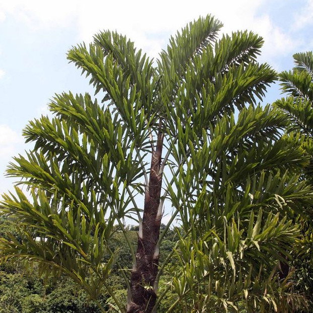 Wallichia Disticha