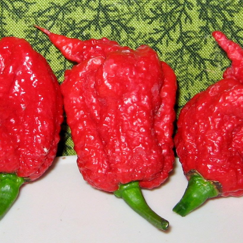 Carolina Reaper