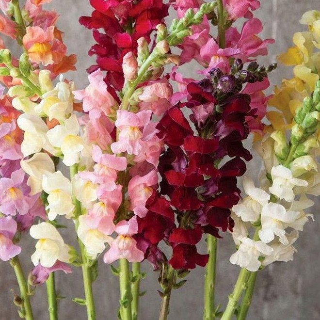 Antirrihinum Majus Pumilum Dwarf Mix