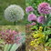 Mixed Alliums
