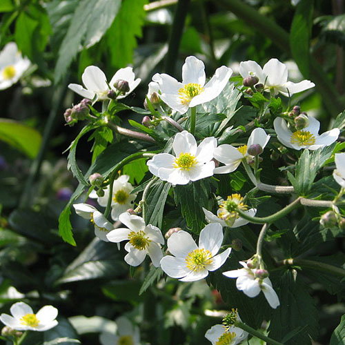 Sq Ranunculus Platanifolius