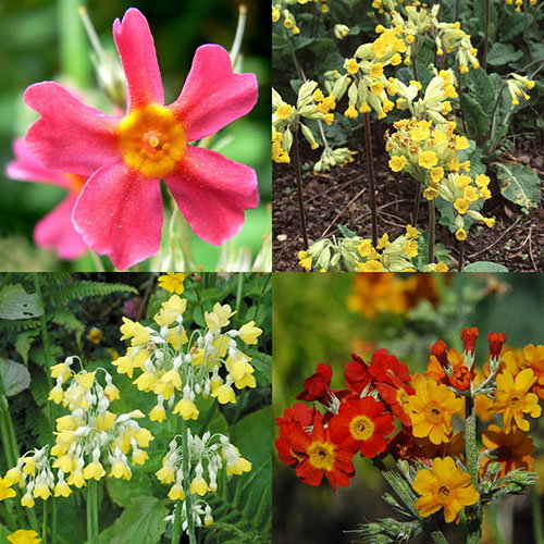 Mixed Primulas Picture