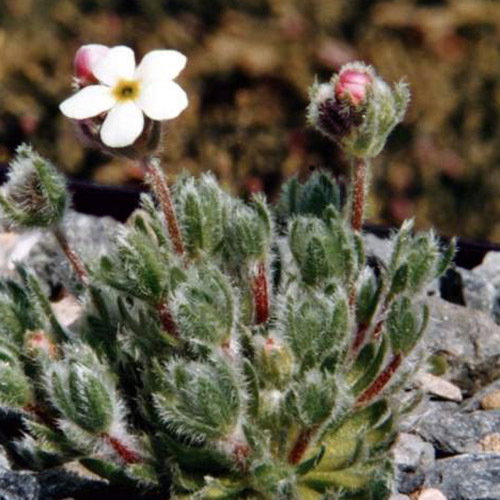 Androsace Strigillosa