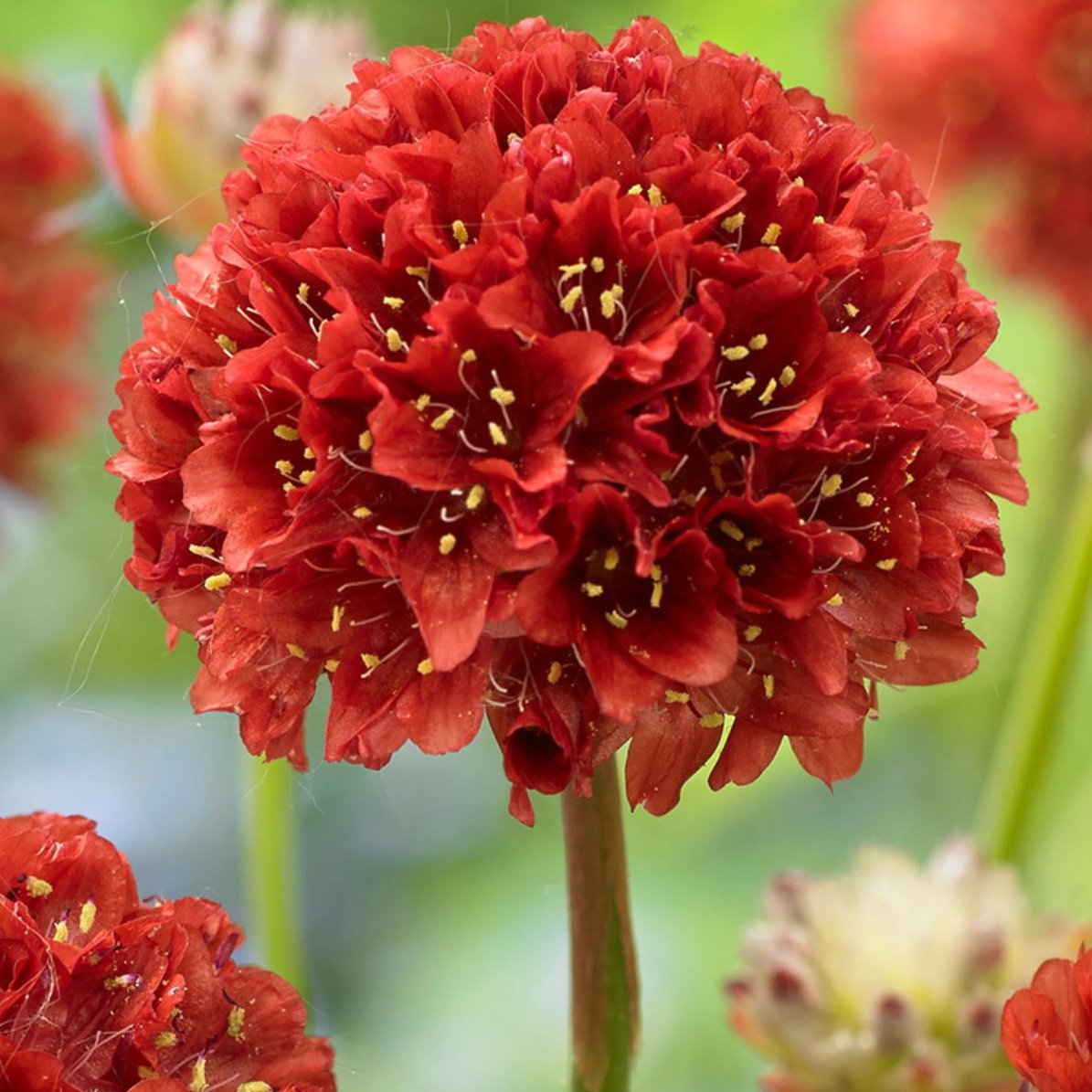 Armeria Ballerina Red