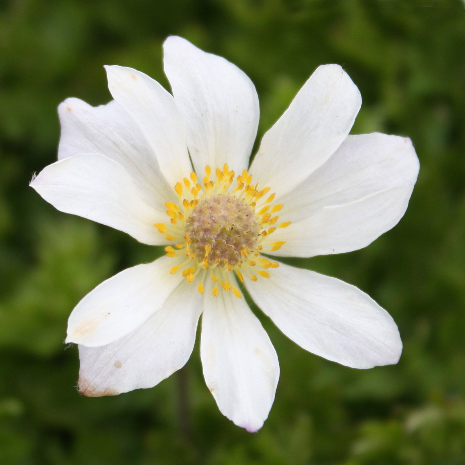 54 Anemone Baldensis