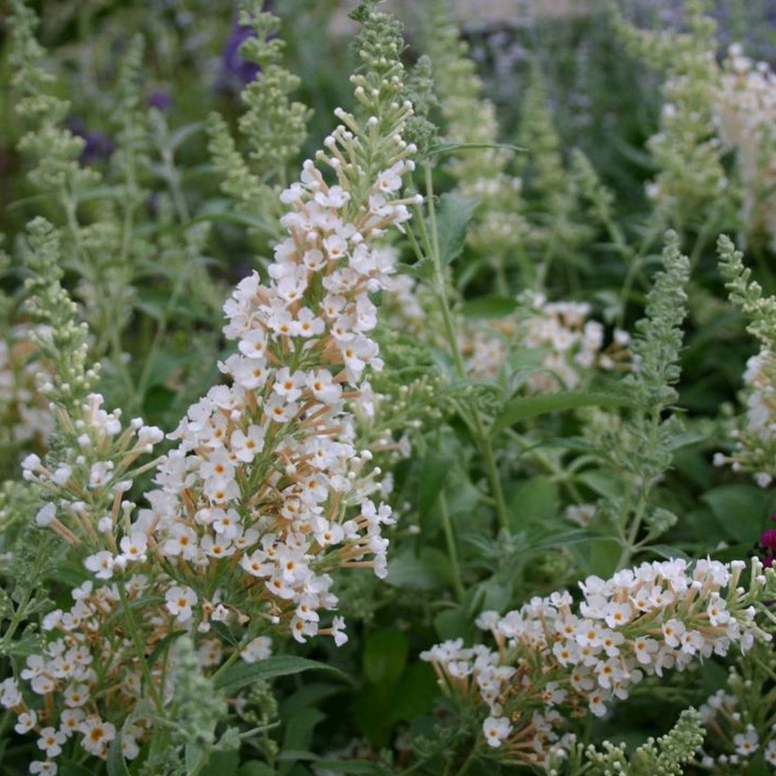 Buddleja Buzz Ivory