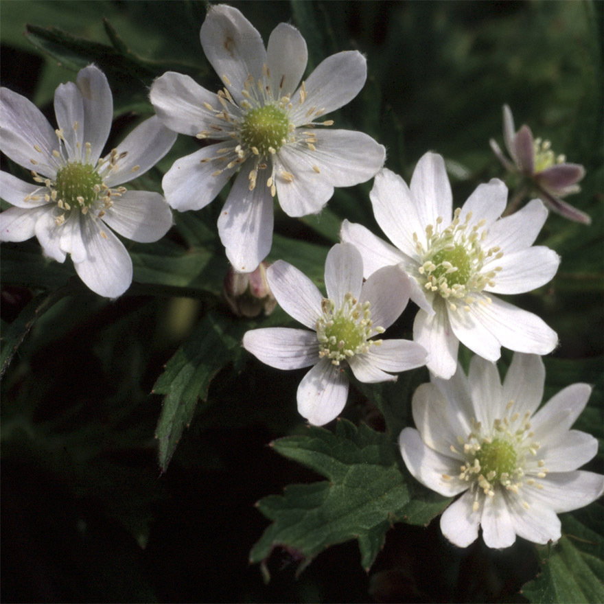 Anemone Barbulata