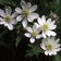 Anemone Barbulata