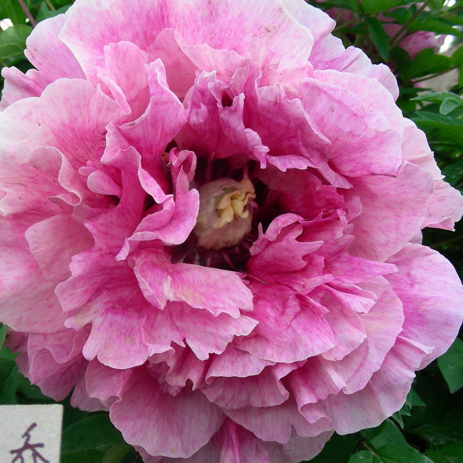 Paeonia Rockii Pink