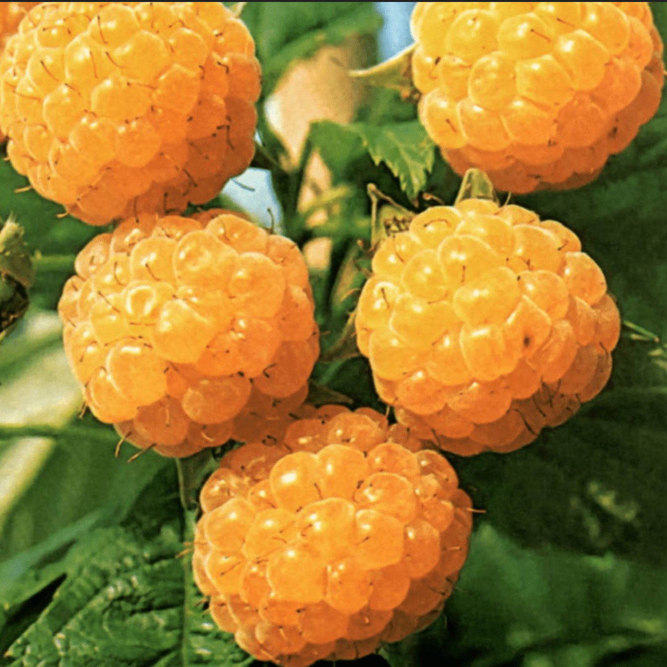 Raspberry Fall Gold