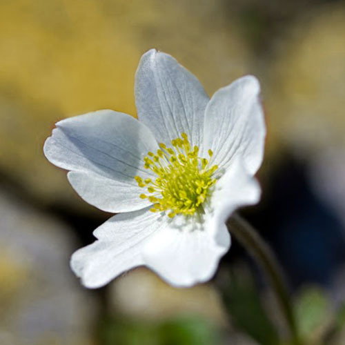 Anemone Lthophila
