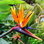 Strelitzia Reginae